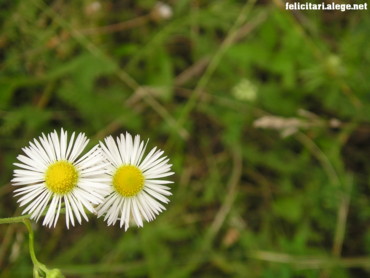 Two Flowers