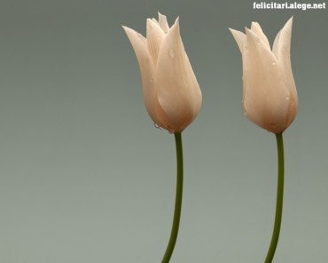 Two Tulips