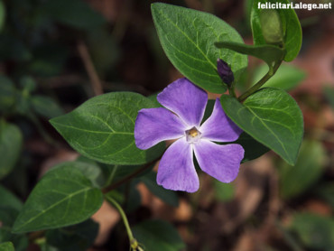 Vinca