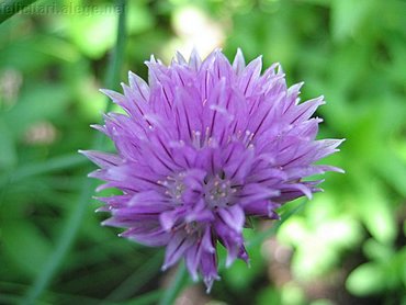 Violet Flower