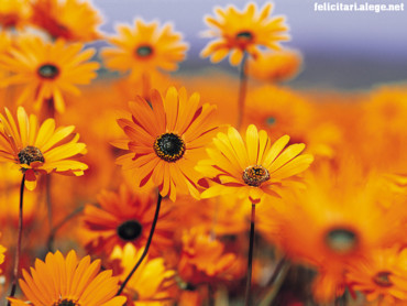 Vista garden flowers