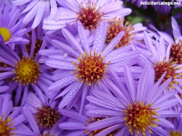 Water and flowers