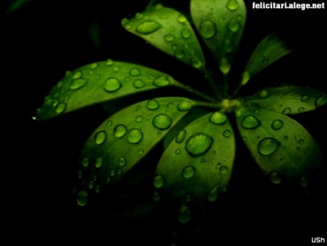 Water on my leafs