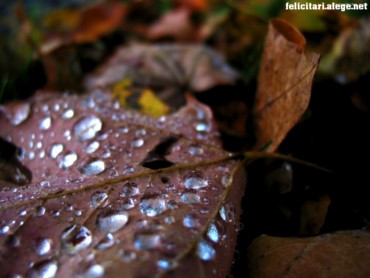 Waterdrops on leaf