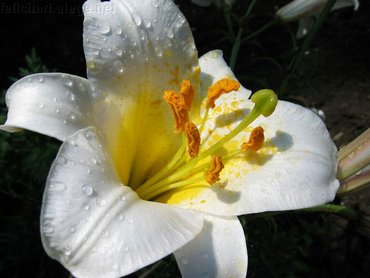 White Flower With Water Drops