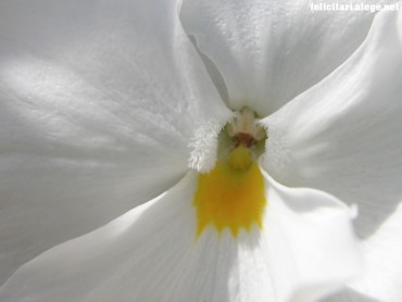 White flower