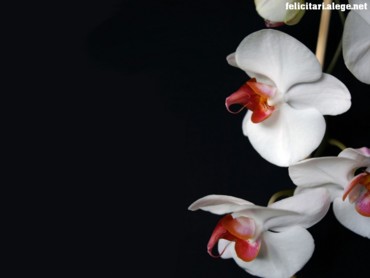 White Orchid