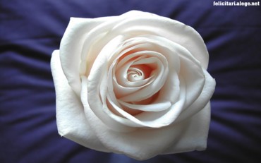 White rose
