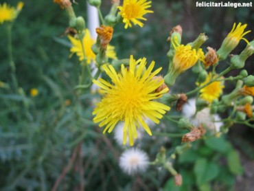 Yellow flower #1