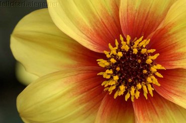 Yellow Flower