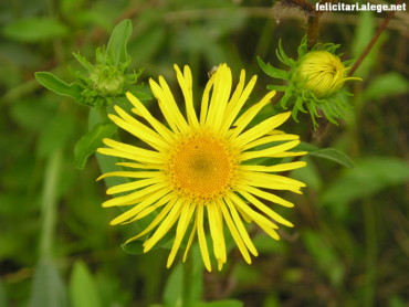 Yellow flower #3