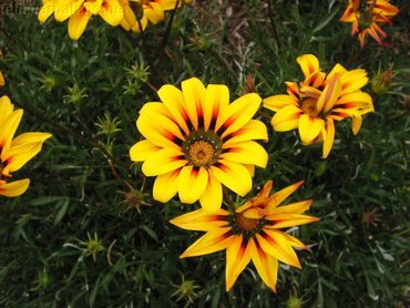 Yellow Flower In Garden
