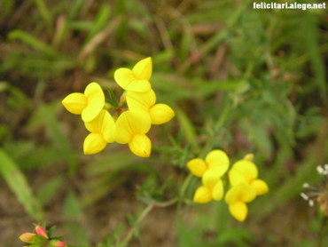 Yellow flowers #4