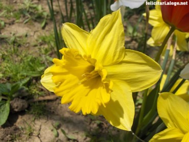 Yellow spring flower