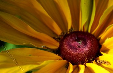 Yellow Red Flower
