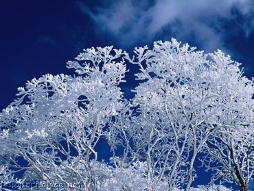 Tree Winter