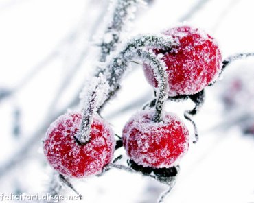 Frozen fruits in winter
