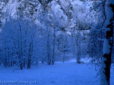 Blue Forest