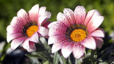 Flori