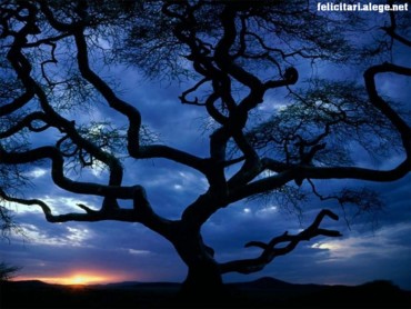 Karma Tree