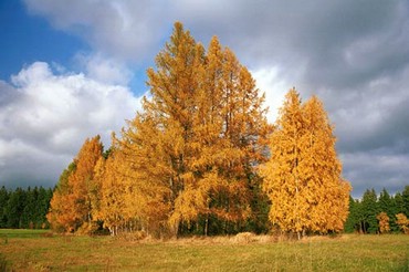 Landscapes