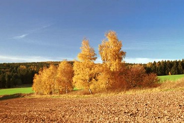 Culorile Toamnei Galben Cu Verde