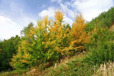 Verde - Galben