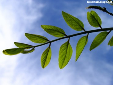 Sky leaf