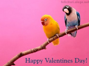Love Birds