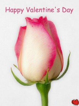 Happy Valentine`s Day! - Trandafir