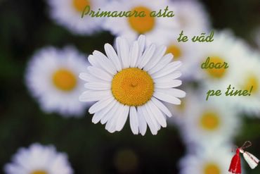 Primavara asta te vad doar pe tine