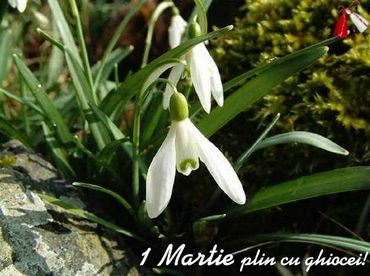 1 March with snowdrops!