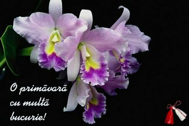 O primavara cu multa bucurie!