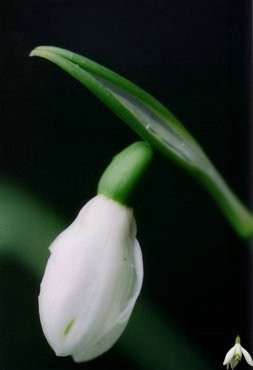 1 Martie ghiocei