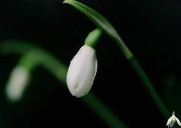 1 March snowdrops