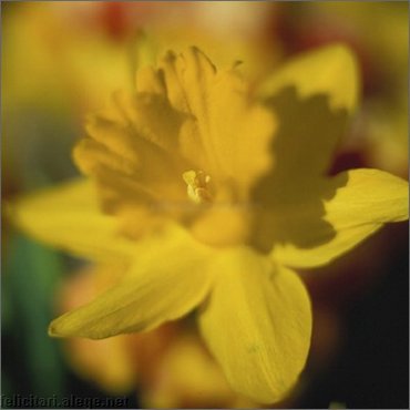 Daffodill