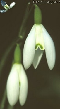 Snowdrops