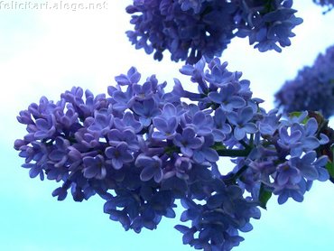 Lilac