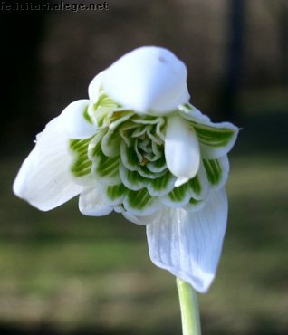 Snowdrop
