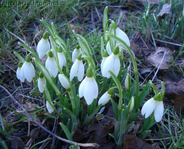 Snowdrops