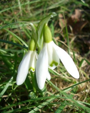 Snowdrops