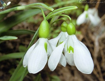 Ghiocei
