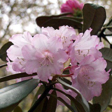 Spring Flowers