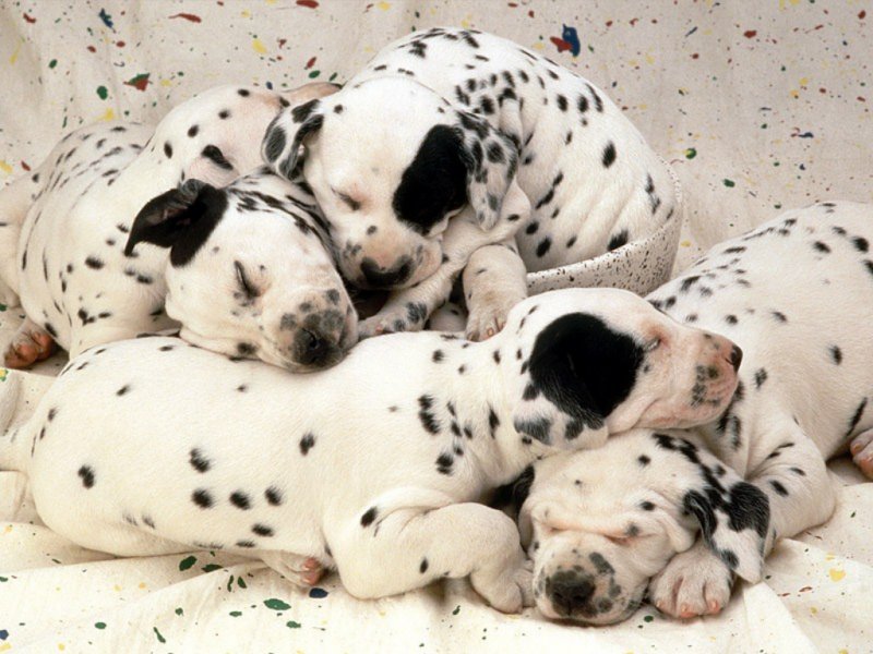 Free Images Of Puppies. Free Wallpaper Of Puppies.