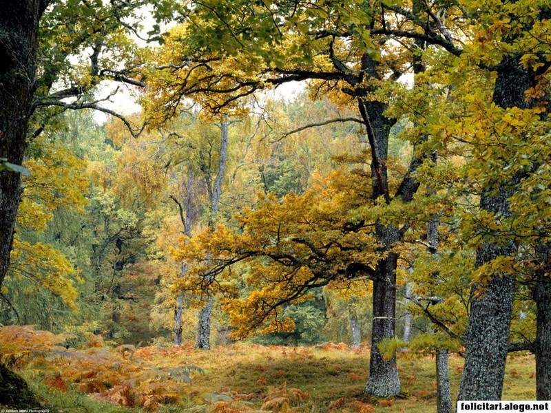 wallpaper old. Nature wallpapers. Old