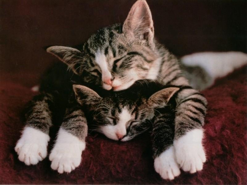 wallpapers of cats. free wallpapers › Cats